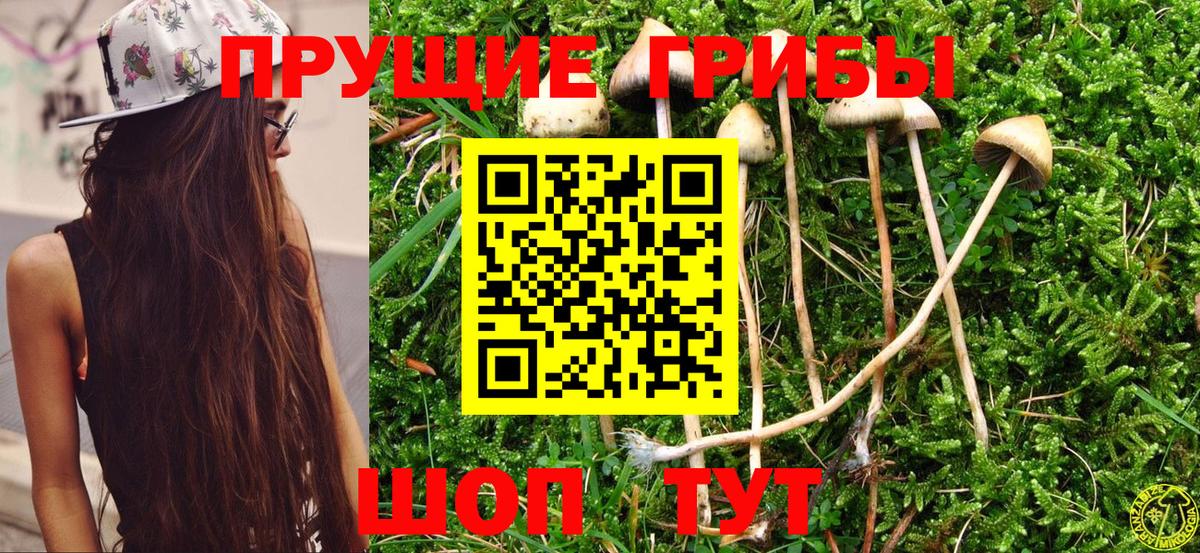 Будённовск  Псилоцибиновые грибы Cubensis  Вход с VPN 